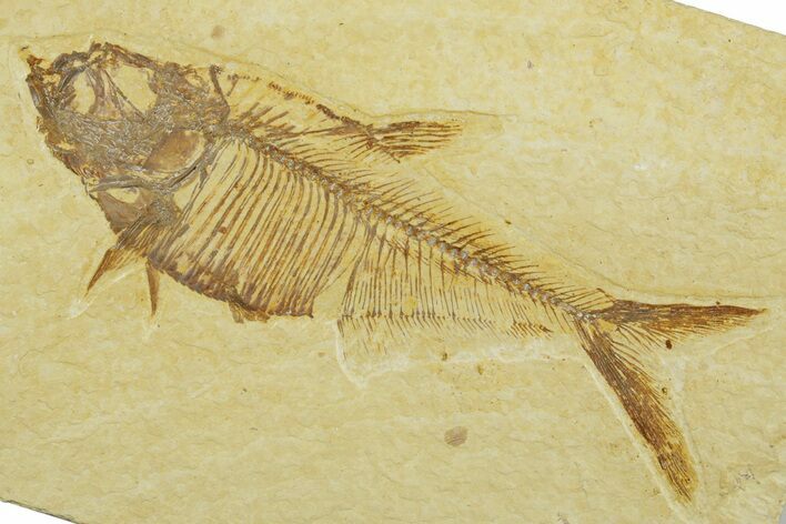 Detailed Fossil Fish (Diplomystus) - Wyoming #369440